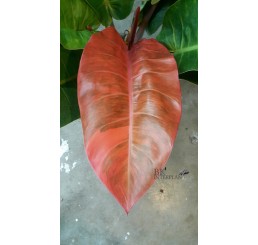 Philodendron Red Sunlight Variegated 