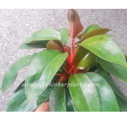 Philodendron " Compact Form "