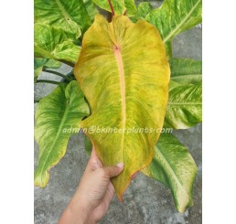 Philodendron Orange Marmalade Variegated