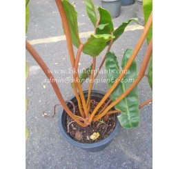 Philodendron " Billietiae Orange Stalk " Size L
