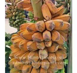 Musa " KLUAI Hin " Or Saba Banana