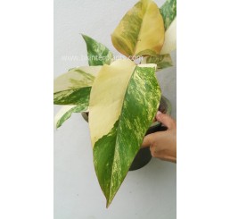 Philodendron " Strawberrry Shake or Red Emeral Variegated " 