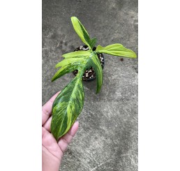 Philodendron " Florida Beauty Variegated " 1 Leaf