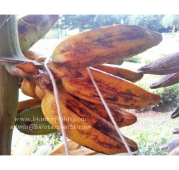 Musa Banana " Phama Kak Kuk "