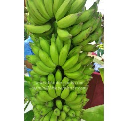 Musa Banana " Sao Kratuep Ho "