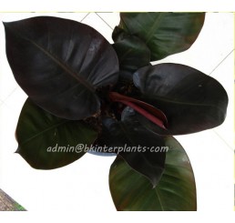 Philodendron " Black Cadinal "
