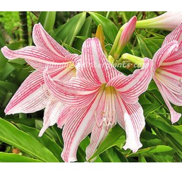 Amaryllidaceae " Star Lily "