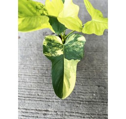 Philodendron Violin Variegated 