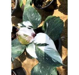 Philodendron Red Anderson Variegated 