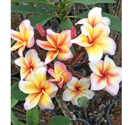 Plumeria " Maeya " with rooted
