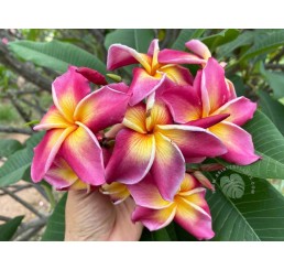 Plumeria " Yala " with rooted