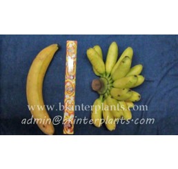 Musa Banana " Kluai Chang "