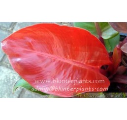 Philodendron " RED SUNLIGHT "