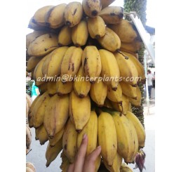 Musa Banana " KLUAI Nam Wa Giant "