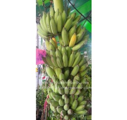 Musa Banana " KLUAI Nam Wa Maliong "