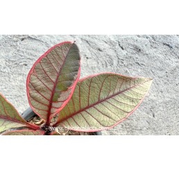 Plumeria " Pink Leaf Variegated "