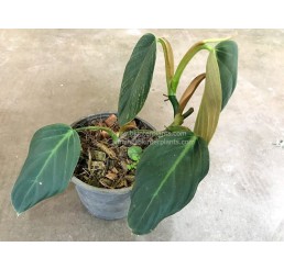 Philodendron Gigus
