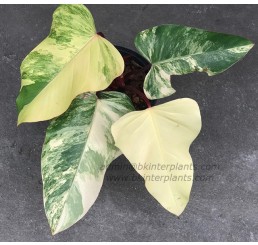 Philodendron " Strawberrry Shake or Red Emeral Variegated " 