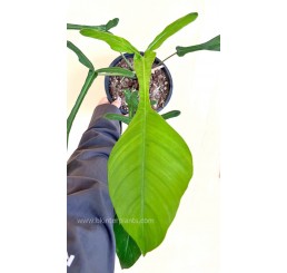 Philodendron " Joepii " Size L
