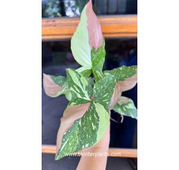 Syngonium " Red Spot Tricolor "