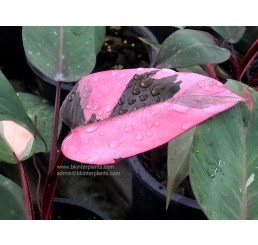 Philodendron " Pink Princess Variegated "