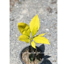 Plumeria " Poung Roi Golden Leaf Variegated "