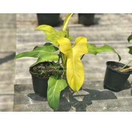 Philodendron " Violin Yellow "