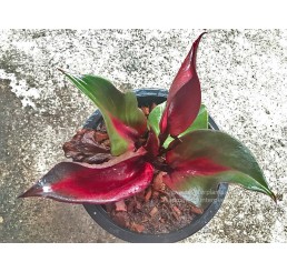 Philodendron Red Heart Leaf