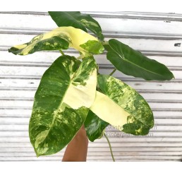 Philodendron "Burle Marx Varigated "