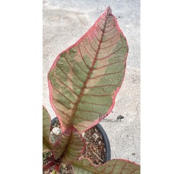 Plumeria " Pink Leaf Variegated "