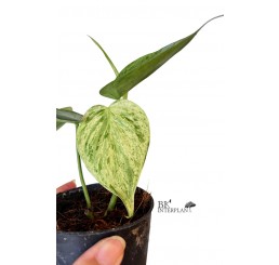 Philodendron " Hederaceum Variegated "