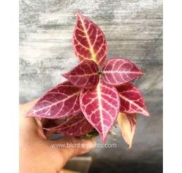 Hoya Sunrise leaf