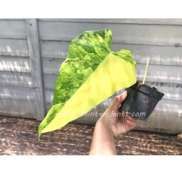 Philodendron " Domestic Variegated " 1 Leaf