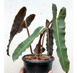 Philodendron " Billietiae X Atabapoense "