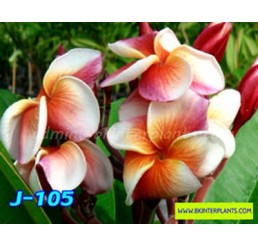 Plumeria "J105"