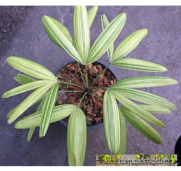 Palm "Lady palm Compact Variegated"