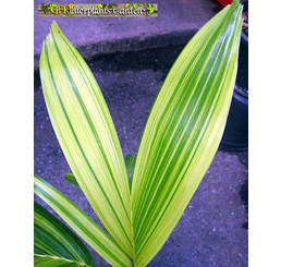 Palm " Manila Palm or Chirsmas Palm Variegated " 