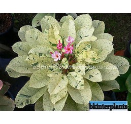 Plumeria " Maya Leaf Variegated "