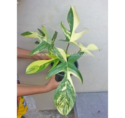 Philodendron " Bipennifolium Schott Variegated "