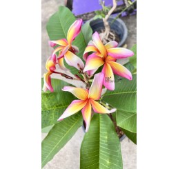 Plumeria " Pink Ribbin " with rooted