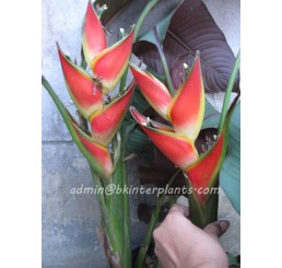 Heliconia " Drafted Red Flower " 