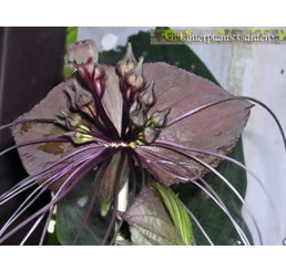 Tacca Black Bat Flower