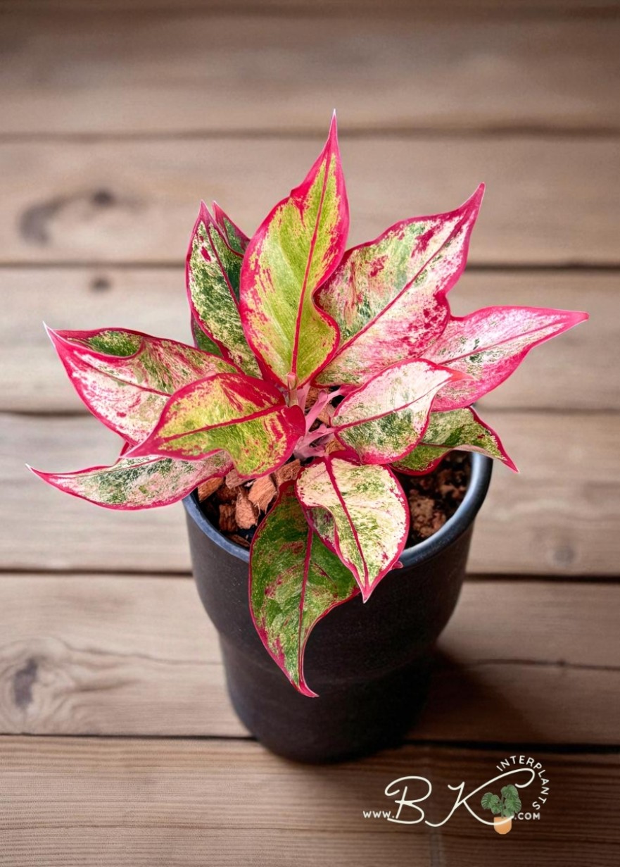 その他観葉植物 Aglaonema 3Colors Siam Aorora Aglaonema Siam Aurora