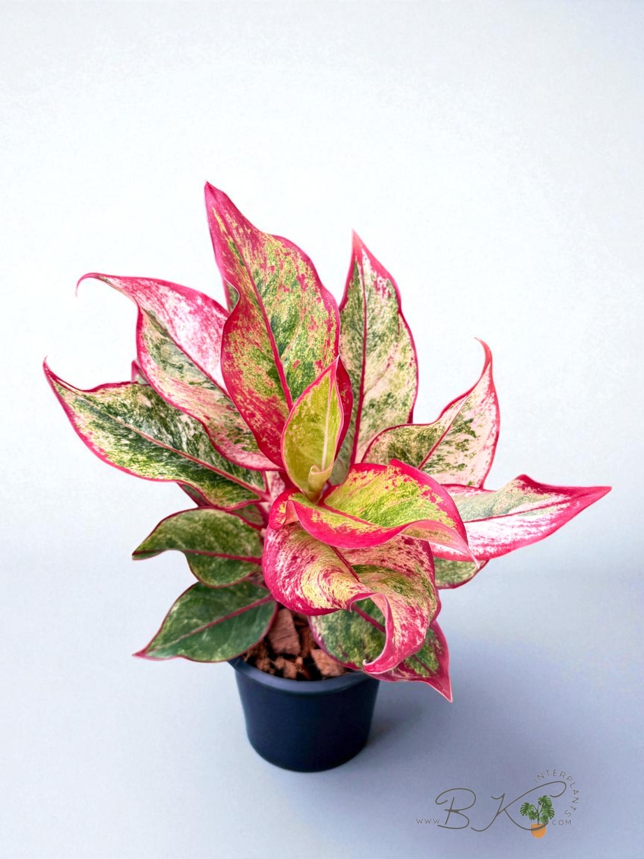 その他観葉植物 Aglaonema 3Colors Siam Aorora Aglaonema 3Colors Siam Aorora - メルカリ
