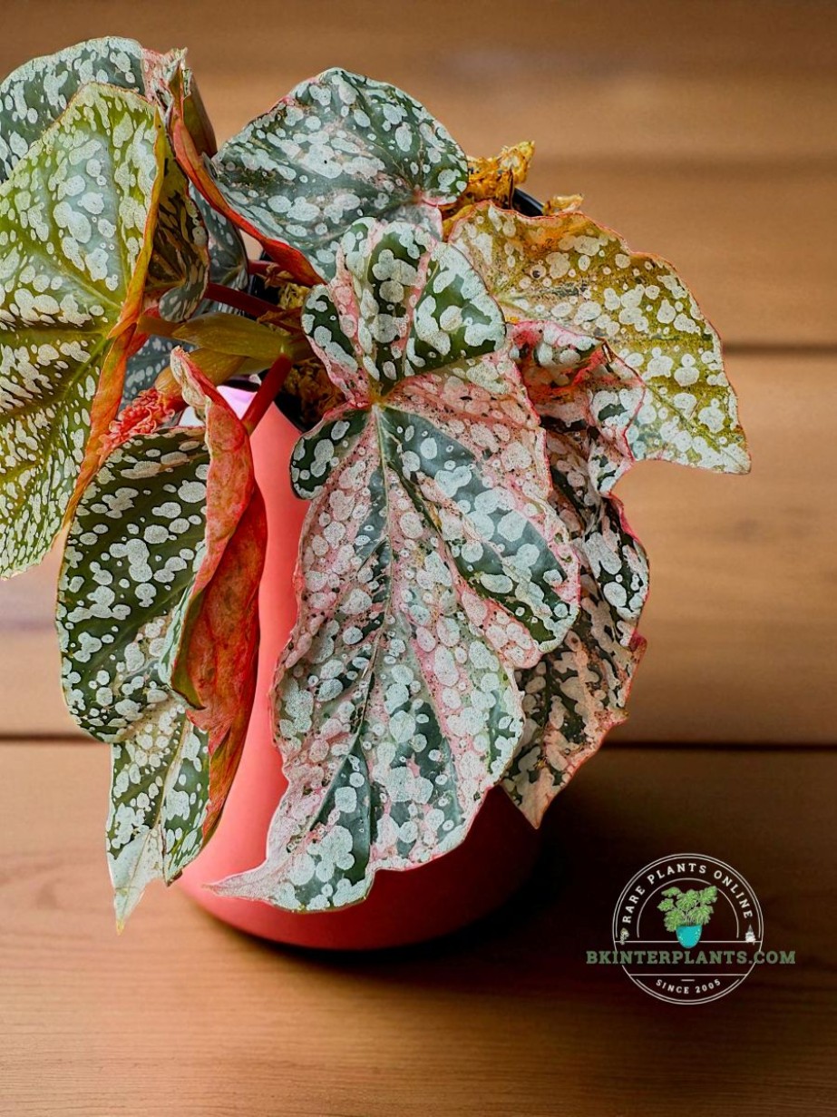 5 Begonia  Capped pink ベゴニア スノーキャップド BE」Begonia snow capped variegated ベゴニア スノーキャップド