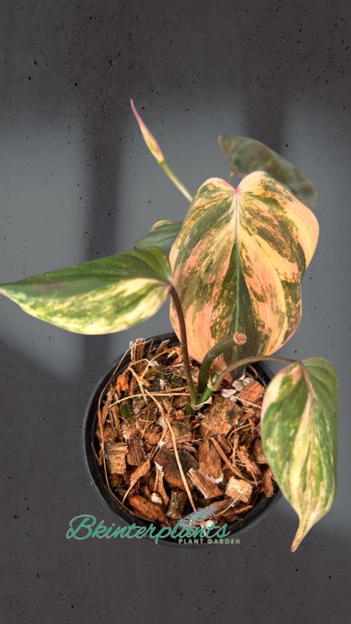 Philodendron Mican Variegated Plants for Sale – Rare Tropical