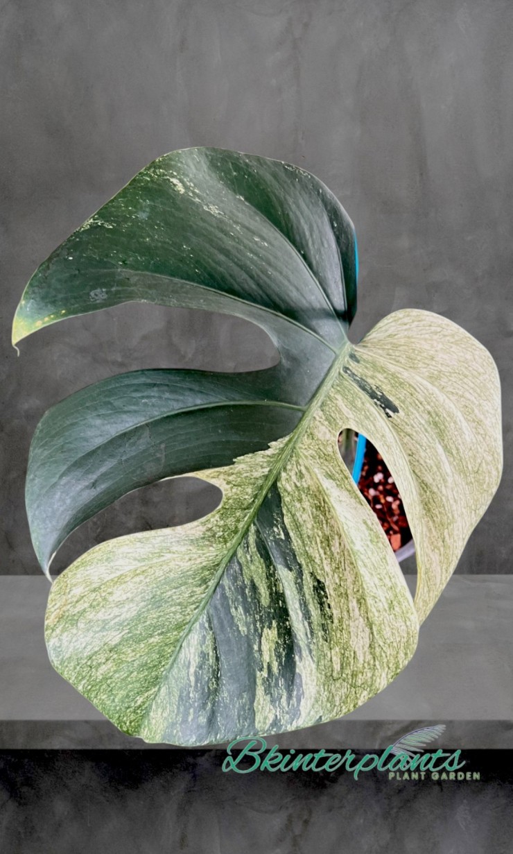 【公式サイト】正規ブランド品通販 Monstera Deliciosa Mint Variegata Plant 1 Leaf モンステラ・ポトス