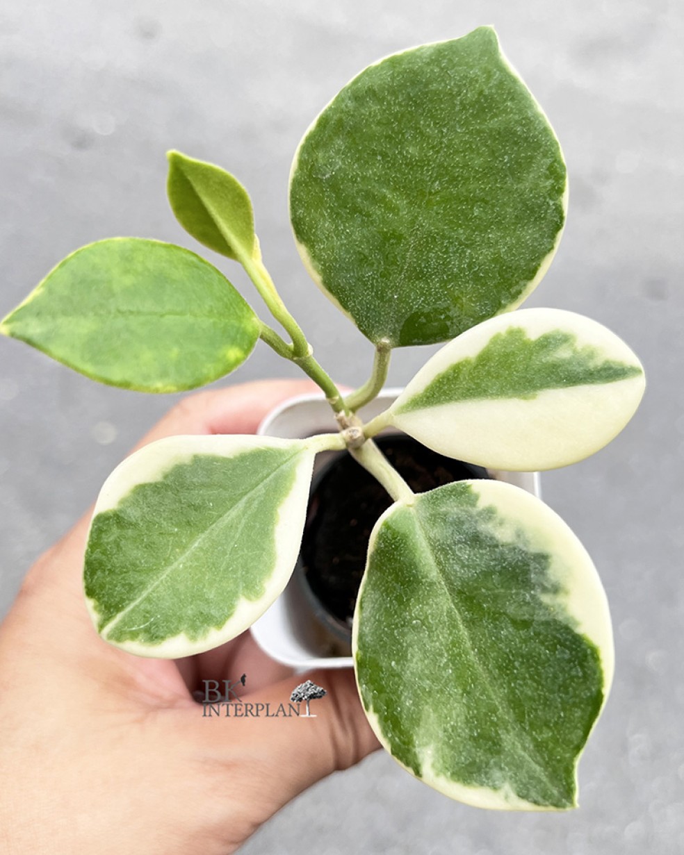 Hoya Australia Albo Variegated Hoya Houseplants Bkinterplants Garden