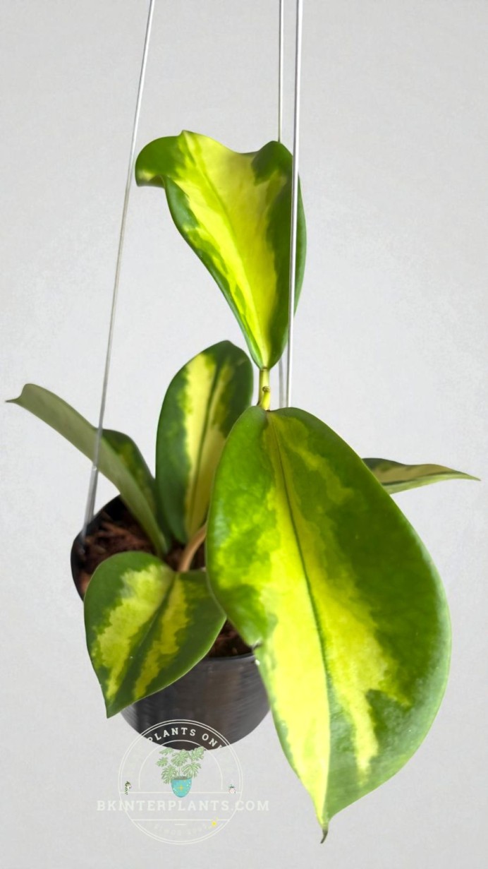 1025＊Hoya ＊ホヤ ＊diversifolia ＊グリーンオングリーン 1025＊Hoya ＊ホヤ ＊diversifolia ＊グリーンオングリーン ホヤ