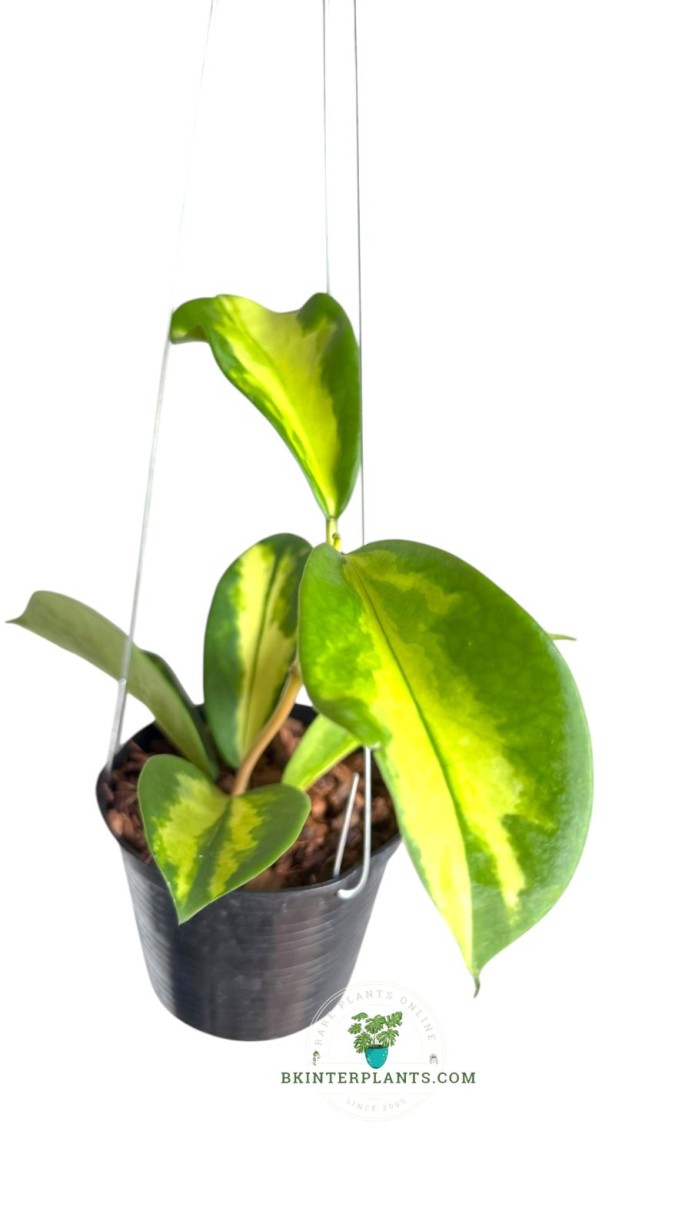 1025＊Hoya ＊ホヤ ＊diversifolia ＊グリーンオングリーン 1025＊Hoya